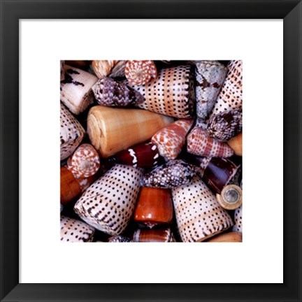 Framed Cone Shells Print