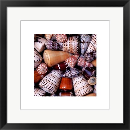 Framed Cone Shells Print