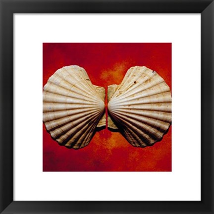 Framed Sea Shells Print