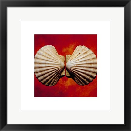 Framed Sea Shells Print