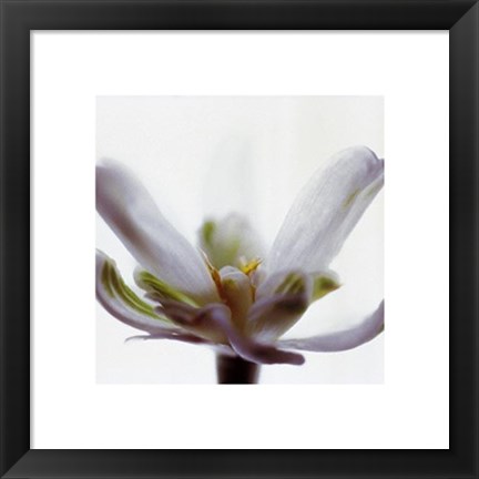 Framed White Flower Print