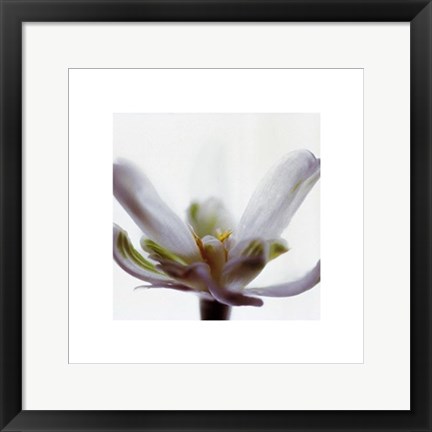 Framed White Flower Print