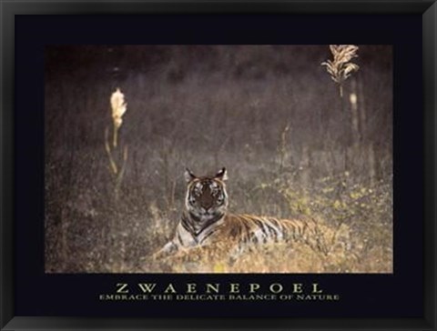 Framed Bengal Tiger Print