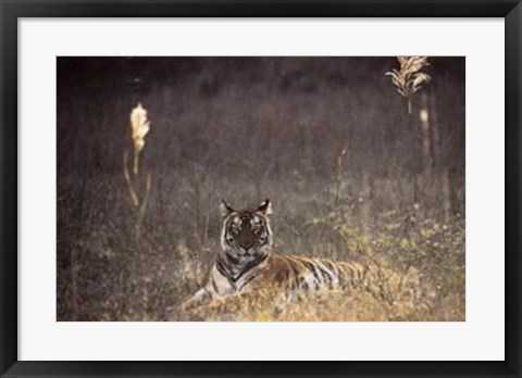 Framed Bengal Tiger Print