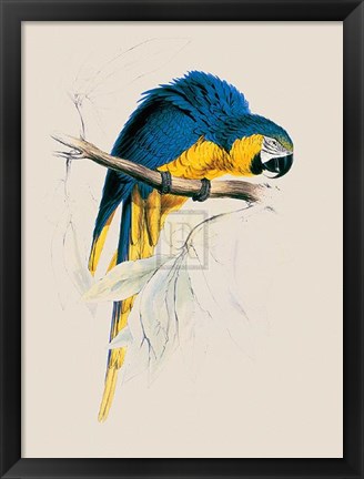 Framed Blue and Yellow Maccaw Print