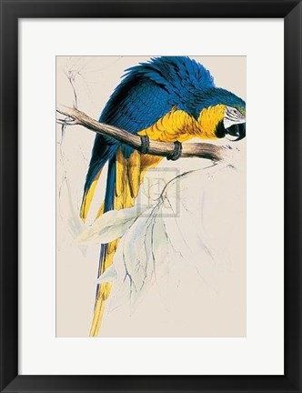 Framed Blue and Yellow Maccaw Print