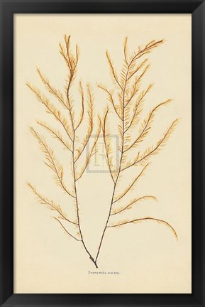 Framed Desmarestia Aculeata Print