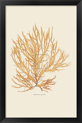 Framed Halymenia Ligulata Print