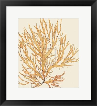 Framed Halymenia Ligulata Print