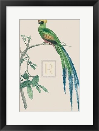 Framed Le Couroucou Resplendissant Print