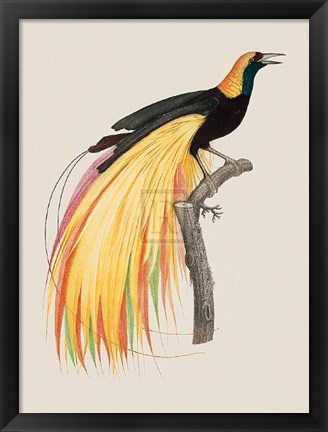 Framed Le Grand Oiseau De Paradis Emeraude Print