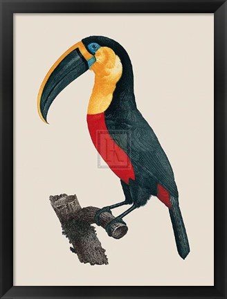 Framed Le Grand Toucan Print