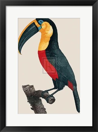 Framed Le Grand Toucan Print