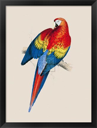 Framed Red and Yellow Maccaw Print