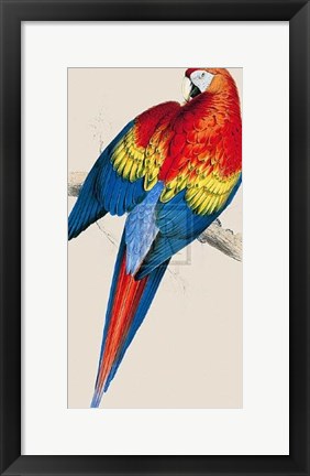 Framed Red and Yellow Maccaw Print