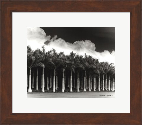 Framed White Palms, Costa Rica Print