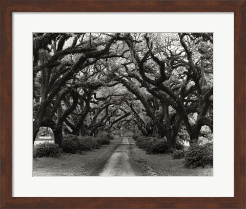 Framed Path In The Oaks #2, Louisiana Print