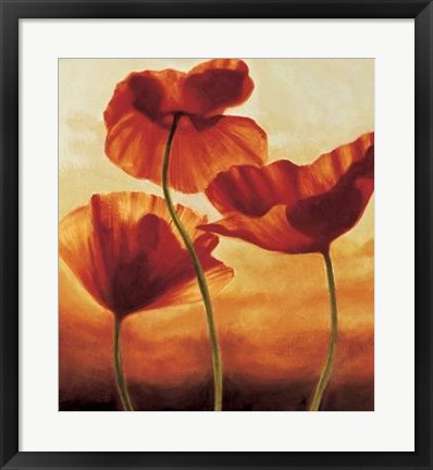 Framed Poppies In Sunlight II Print