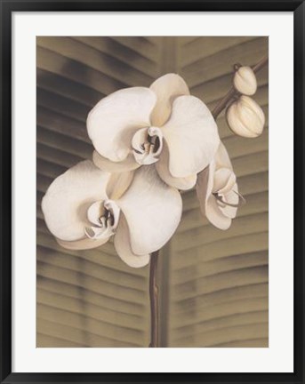 Framed Orchid with Palm II Print