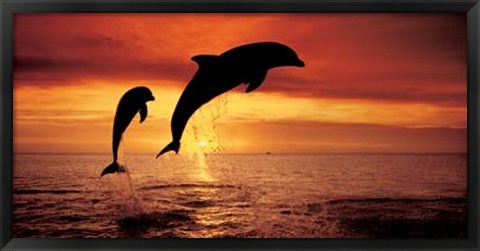 Framed Bottlenose Dolphins, The Caribbean Print