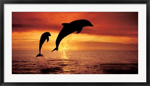 Framed Bottlenose Dolphins, The Caribbean Print