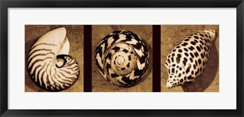 Framed Shell Trio Print