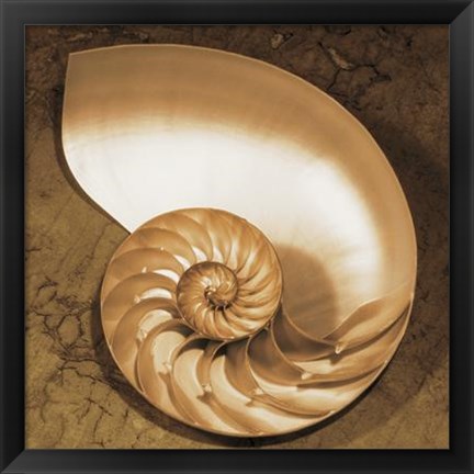 Framed Chambered Nautilus Print