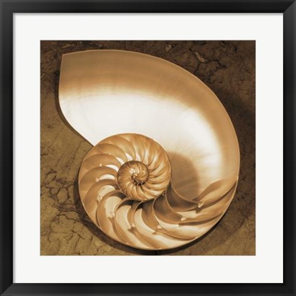 Framed Chambered Nautilus Print