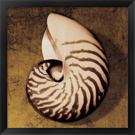 Framed Nautilus Print