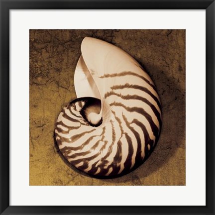 Framed Nautilus Print