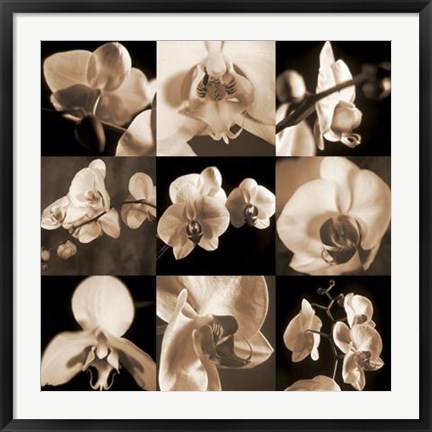 Framed Orchid Bouquet Print