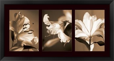 Framed Lily Trio Print