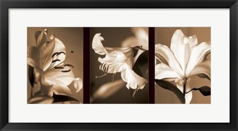 Framed Lily Trio Print