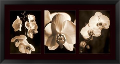 Framed Orchid Trio Print