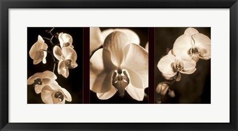 Framed Orchid Trio Print