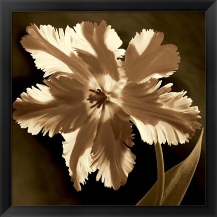 Framed Parrot Tulip I Print