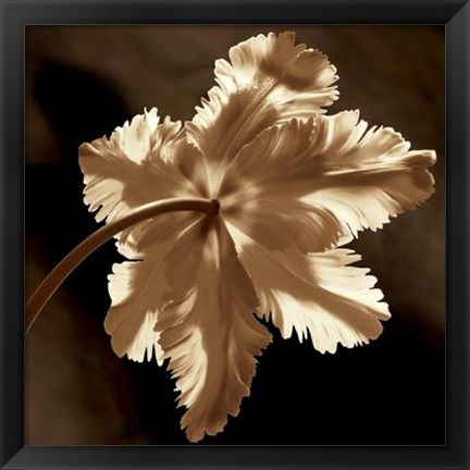 Framed Parrot Tulip II Print