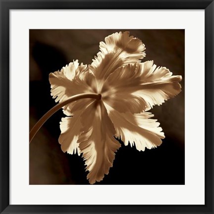 Framed Parrot Tulip II Print