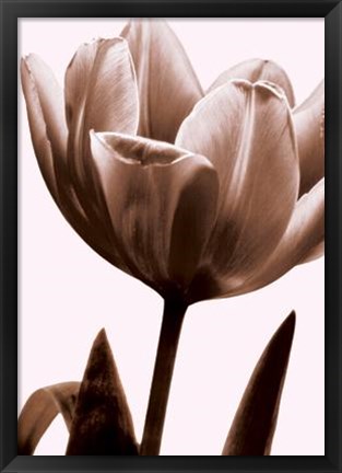 Framed Tulip In Sepia I Print