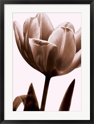 Framed Tulip In Sepia I Print