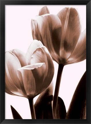 Framed Tulip In Sepia II Print