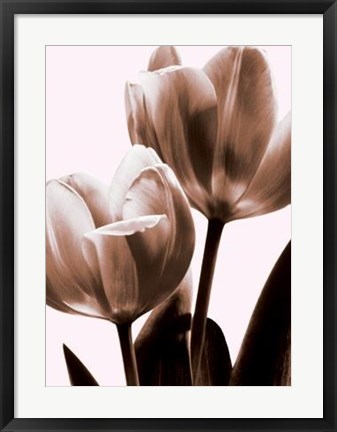 Framed Tulip In Sepia II Print