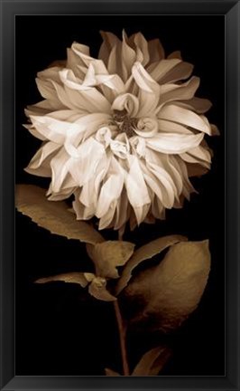 Framed Dahlia I Print