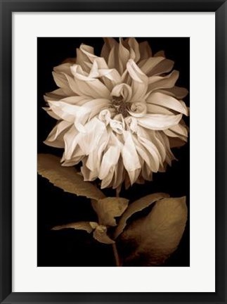 Framed Dahlia I Print