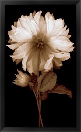 Framed Dahlia II Print