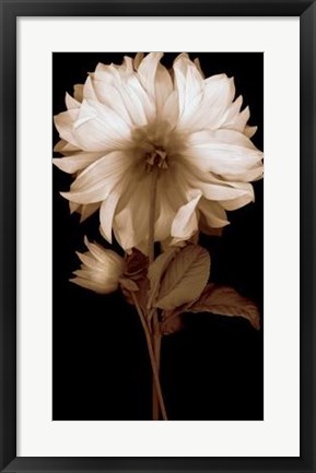 Framed Dahlia II Print