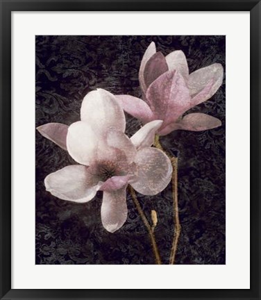 Framed Pink Magnolias I Print