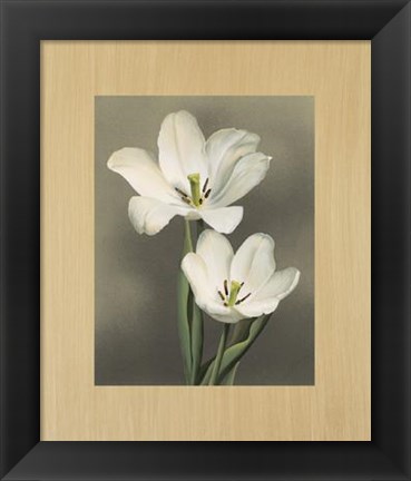 Framed Tulipani Print