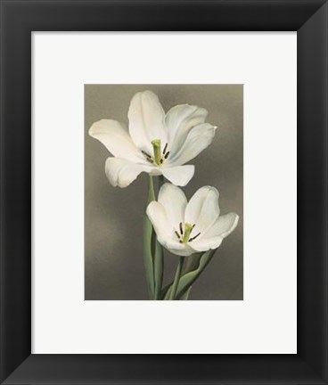 Framed Tulipani Print