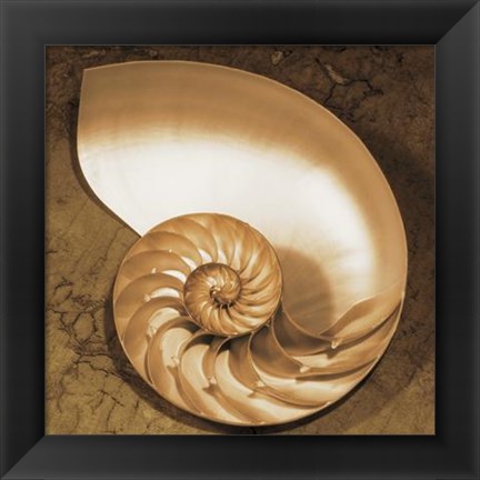 Framed Chambered Nautilus Print